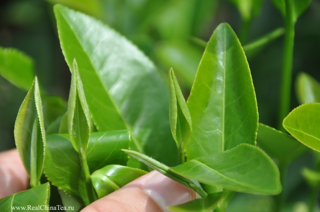 Чайный лист снимают с куста, который называется 金萱 (Jin Xuan)