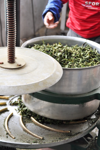 Обработка, окисление и ферментация чайного листа на станке.