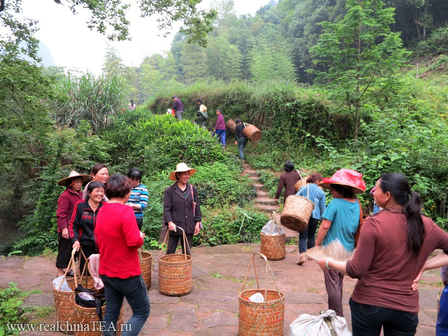 Китайские чайные сборщицы отправляются на работу в поля.