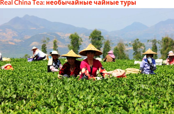 Портал GBtimes o чайных турах в Китай.