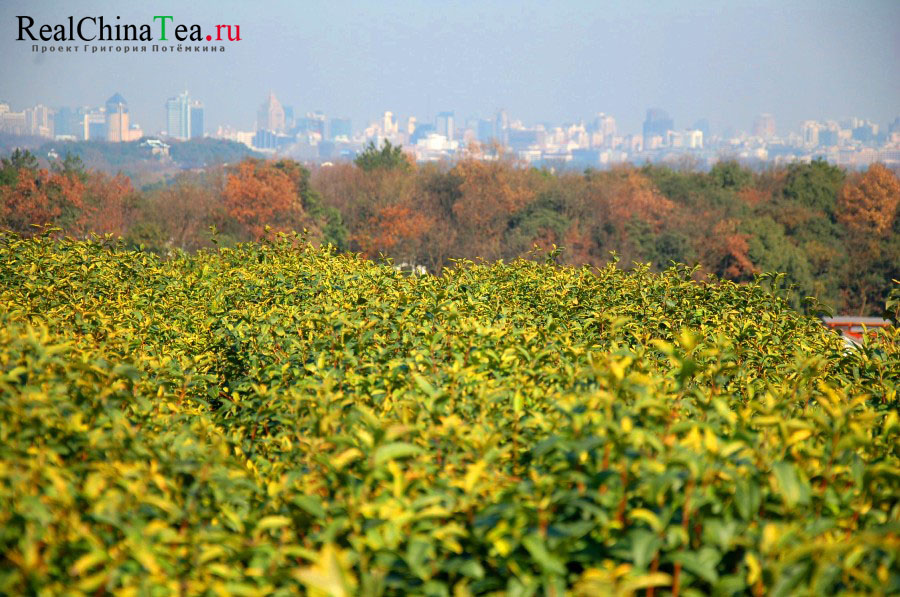 Чайная плантация Лунцзинь, рядом с музеем чая в Ханчжоу